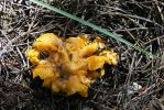 PICTURES/Woods Canyon Lake/t_Yellow Blob Shroom7.JPG